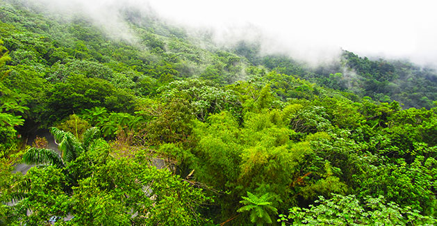 Planning a trip to El Yunque National Forest? Be sure to take bug spray. Photo: Theresa
