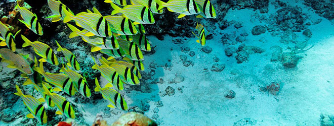 Princess Cays - snorkeling