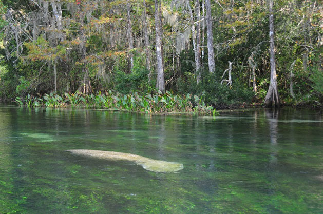 Florida Boat Tours