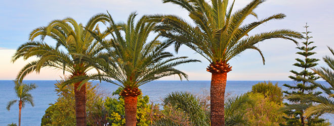 beach-palm-trees-mediterranean-italy-spain-france-TBphoto