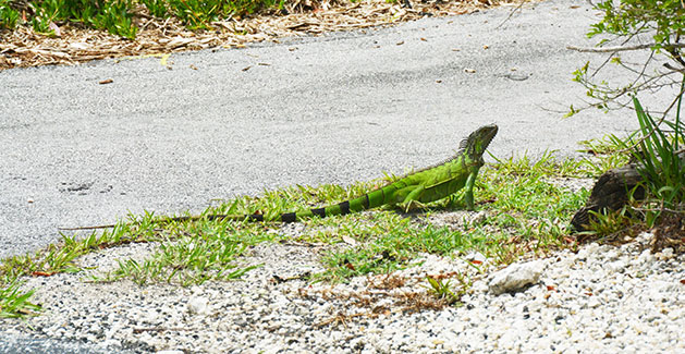 An iguana in the Florida Keys
