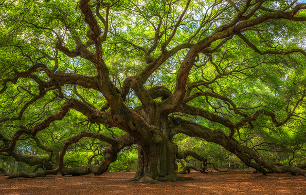 Kiawah Island